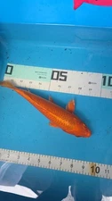 10in Ogon Japanese Koi Live Imported KoiGazer