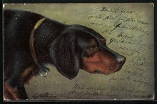 Hunting Dog Sneaks Up, Postcard 1904