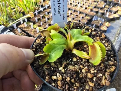 Dionaea muscipula "Isistus", fleischfressende Pflanzen, Venusfliegenfalle - Bild 1 von 2