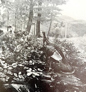 Wild Turkey In West Virginia Mountains 1936 Bird Print Nature DWU13