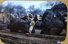 Big Leaf Maple Burls, Experimental Forest Oregon 1930s Magic Lantern Glass Slide