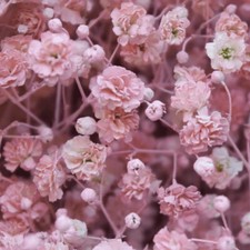 Pink Baby's Breath Seeds  200 - 4,000 Seeds  Non-GMO  Free Ship  1269