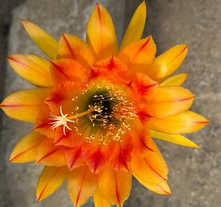 TRICHOCEREUS HÍBRIDO KA2022.42.01 Floración 17 cm