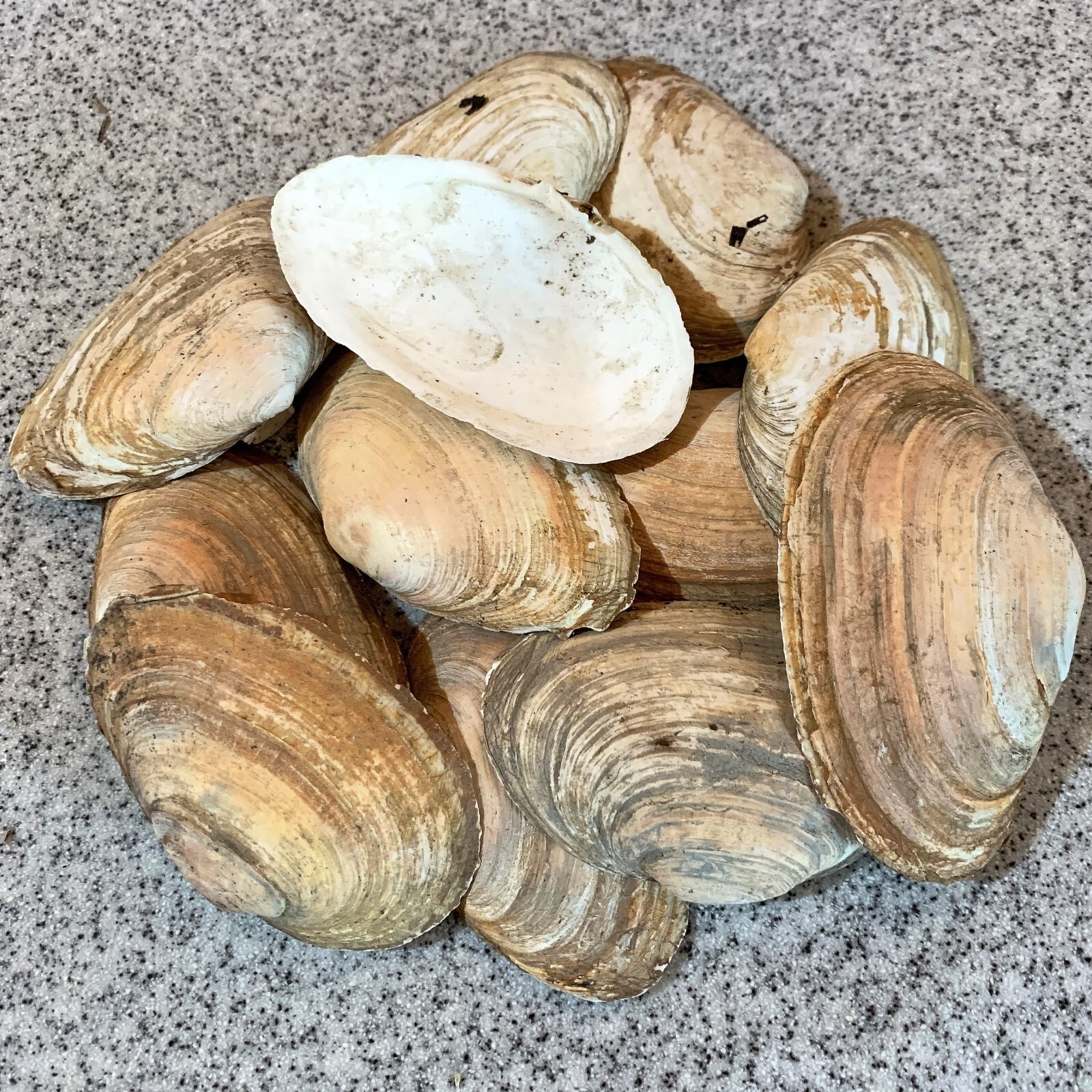 Multi Lot Av 12 Natural Maine Ipswich Steamer Clam Shell Sea Beach 3