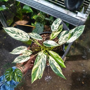 philodendron verrucosum mini Mini Philodendron Verrucosum Houseplant – OH SO Floral main image 0