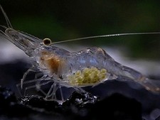 100 Live Pk Shrimp Mississippi Grass / Ghost Shrimp, Palaemonetes kadiakensis 