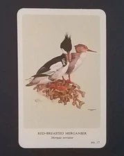 General Cigar Company Trading Card - No. 17 Red-Breasted Merganser