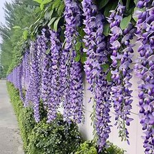 Hanging Faux Purple Wisteria Wedding Floral Decor - 24 pcs, 72 Branches Total Hanging Faux Purple Wisteria Wedding Floral Decor - 24 pcs, 72 Branches Total - Image 1