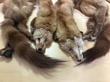 Set/2 Vintage Mink Fur Stole Pelts Scarfs Heads Full Body Taxidermy 1940s 1950s