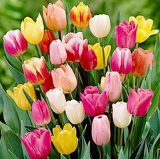 Easter Mixed Tulip Bouquets Over 6,000 Tulips. Order 10 To 6,000