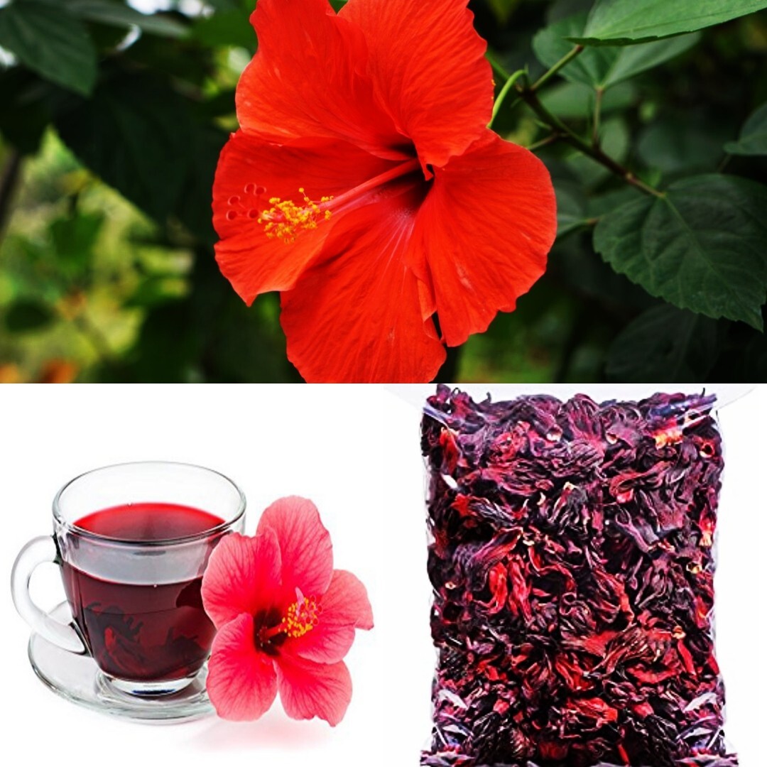 How To Prepare Hibiscus Flowers For Tea Best Flower Site