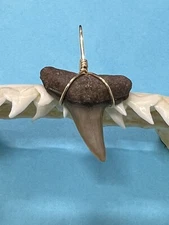 SHARK TOOTH PENDANT…7/8 Inch Fossilized LEMON Shark Tooth from Venice Florida 