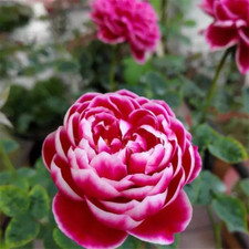 20 SEEDS for Pinkish White RARE Rose hybrid flower Bush exotic plant USA Seller