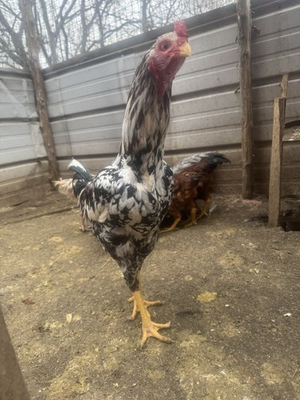 #ad 10 Hatching Eggs Giant Chicks Hybrid Indio Gigante Dual Purpose Egg Layers $85.00