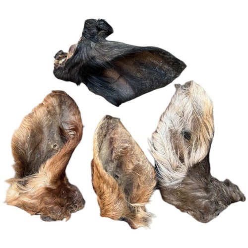 3 X Air Dried 100% Natural Large Hairy Beef Ears Dog Treat Chew Hypoallergenic - Picture 7 of 8