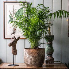 Parlor Victorian Palm Plant Chamaedorea elegans - Starter Evergreen Houseplant