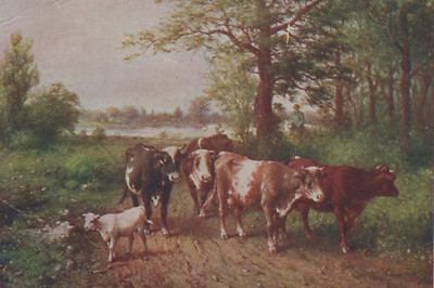 Herd of Cows Moving Along a Trail into the Woods Divided Back Vintage Post Card