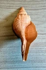 Large Florida Horse Conch Shell 10” L x 4” W Triplofusus Giganteus Sea Ocean