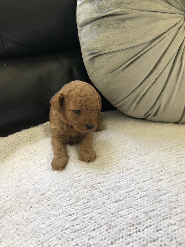 Quality Toy Poodle Dogs Puppies Gumtree Australia Gold Coast North Pimpama 1258232371