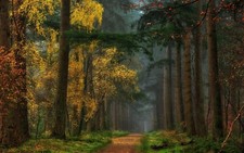 Landscape nature colorful fall forest dirt road grass Custom Gaming Mat Desk