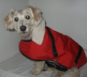 sherpa lined dog coats