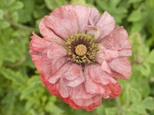 Poppy Flower Seeds, Shirley 