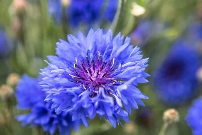 SEEDVILLE USA 1000 Dwarf Blue BACHELORS BUTTON CORNFLOWER Centaurea Cyanus Flower Seeds