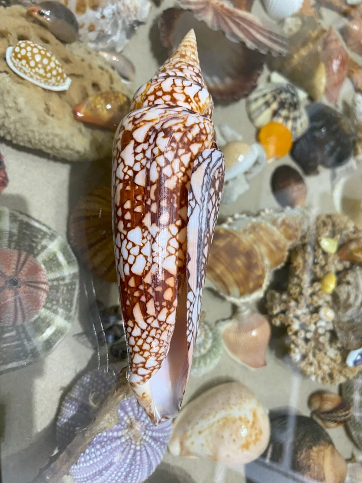 SEASHELL Conus Milneedwardsi clytospira Excellent HUGE 162mm !!! Rare size !!! - Image 4 of 4