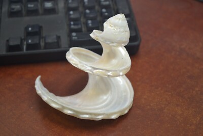 Undossa Shell MOTHER OF PEARL SPIRAL CUT ASTREA UNDOSA SHELL BEACH DECOR 4