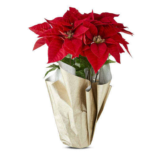Holiday Time 19Inch Red Velvet Deluxe Artificial Poinsettia in Gold