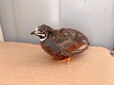 12 Button Quail Hatching Eggs NPIP  AI a high fertilization rate
