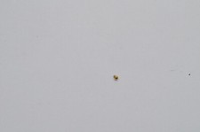 BREITLING LÜNETTENSCHRAUBE B13355 IN GOLD CROSSWIND