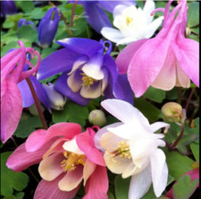 Columbine Aquilegia Cameo Alpine Plant Perennial 2 x 1 Litre