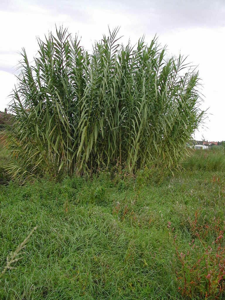 Arundo Donax | Spanish Cane | Plug plant | eBay UK