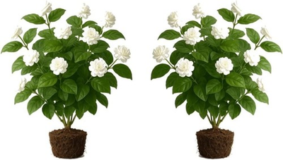 #ad #ad Grand Duke Jasmine Live Plants 2 Pack Full Sun Flower for Outdoor USDA 8 $38.99