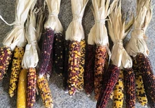 Mini Indian Corn, Approx 5" Long - Choose Qty - Thanksgiving, Fall, Decor, Small