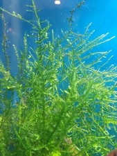 Aquarium java moss