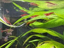 Cherry shrimp SF