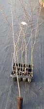 Pyrus pyraster (Semis) / Poirier sauvage / Ecomotte / Fruitier / Porte-greffe