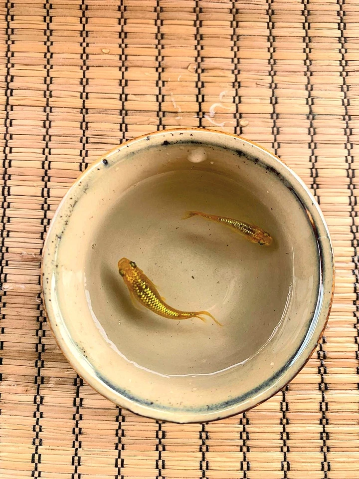 Medaka Lacris Lonfin - 1 Pair - 1 Coppia - ORYZIAS LATIPES  - Immagine 2 di 4