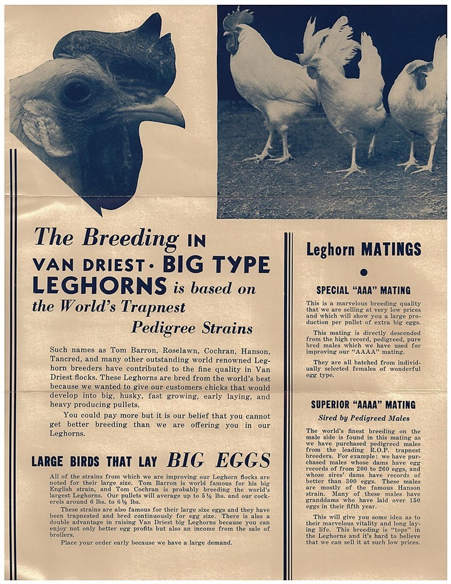 1940s Chicken Breeding Brochure -Wisconsin related | eBay