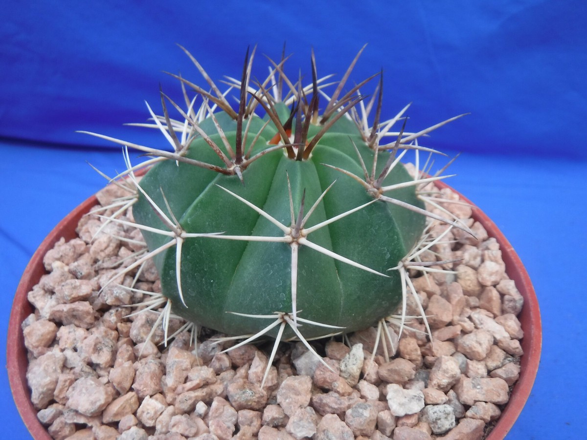 Melocactus conoideus Cactus 3"-4" Plant 6" Pot Size KILLER DEAL! Limited  Qty!