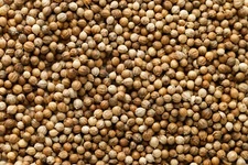 Coriander Seed, Whole, Dried, (Coriandrum sativm) 2oz/56g to 8oz/226.8g 
