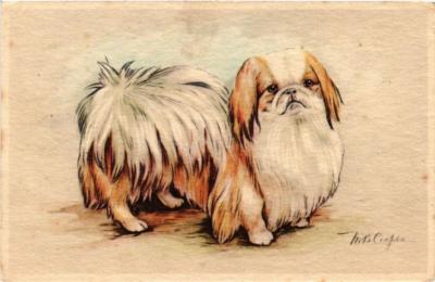 CPA AK Pekingese DOGS (727375)