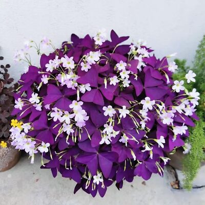 10 Bulbs Oxalis Triangularis Purple Shamrock Bulbs Lucky Lovely Flowers Bulbs fo