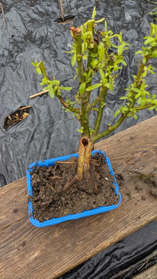 Pre Bonsai  Willow,  Corkscrew Willow, Bonsai Willow-  Salix- Grow Your Own - Image 4 of 4