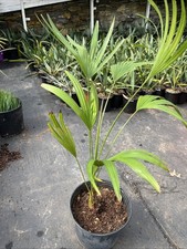 Trachycarpus latisectus – 3 Gallon – Super Rare Windmill Palm – Cold Hardy