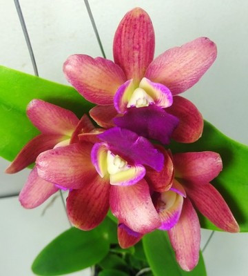Cattlianthe Loog Tone Red (Ctt. Netrasiri Doll x C. Thospol Spot) Orchid Hybrid