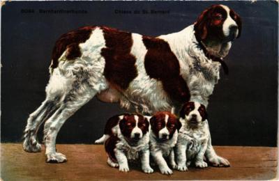 CPA AK Bernhardinerhund Chiens du St.Bernard DOGS (727410)