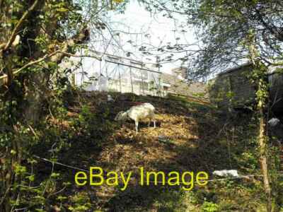 Photo 6x4 Goat browsing beside the old canal Seen from the Montgomery Can c2011